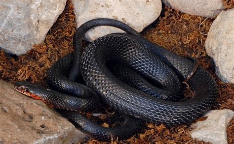 zehirli siyah yılan